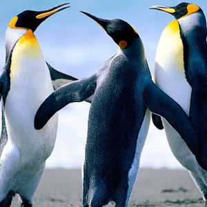 Meet your Posher, Muhammad